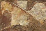 Seven Fossil Ginkgo Leaves From North Dakota - Paleocene #188725-1